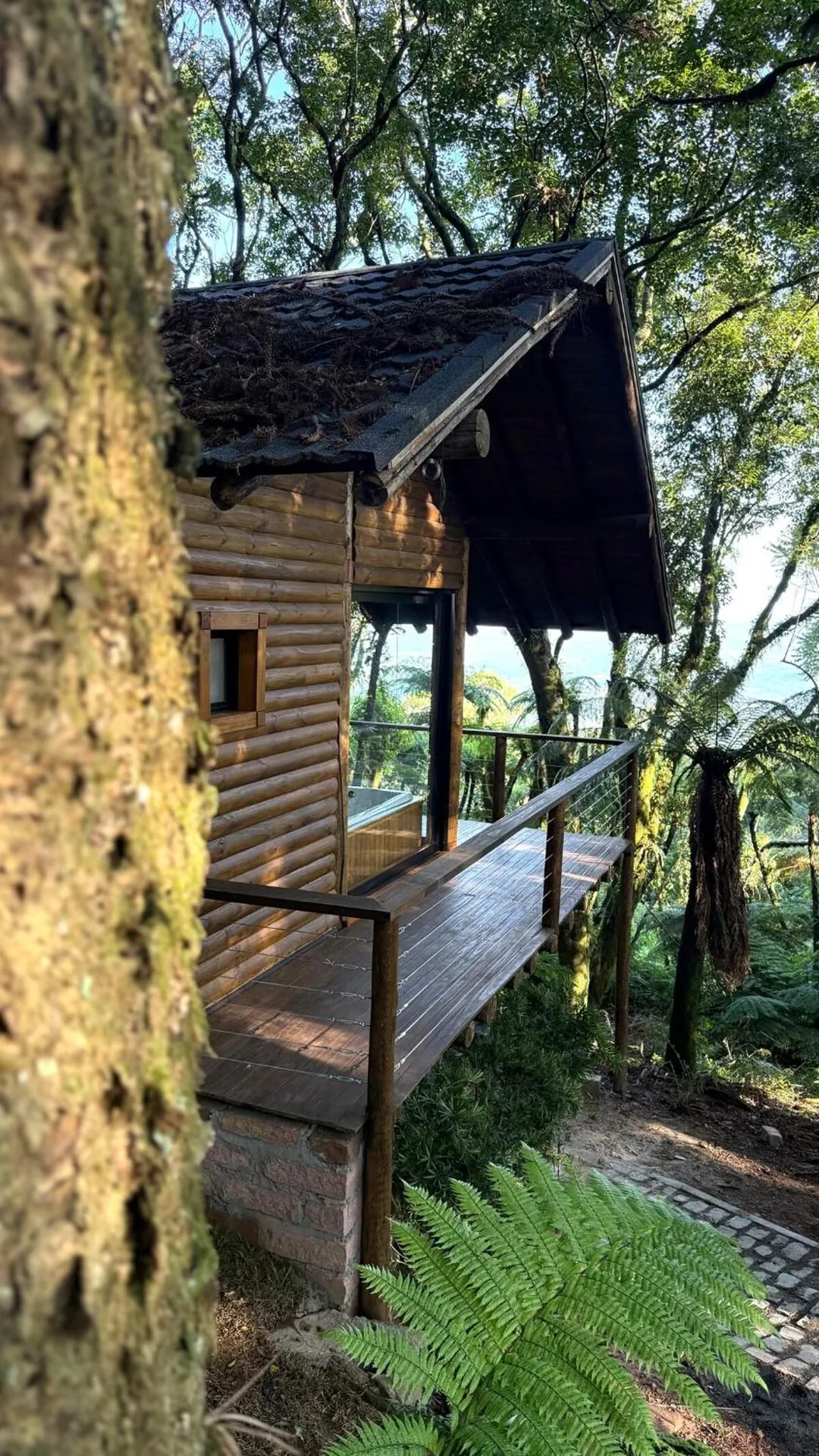 A Cabana Glass entre as árvores e os xaxins